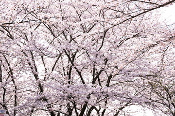 満開の桜