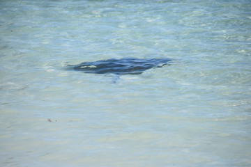 caribe