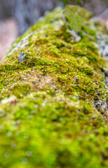 Moss on Log