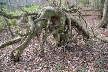 Swamp Trees