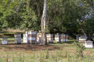 A stand of beehives under the shade of a tree in the countryside.
