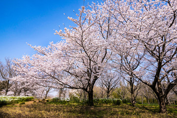 満開の桜