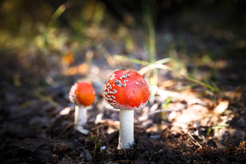 Poisonous Spotted Mushrooms in Magical Green Forest