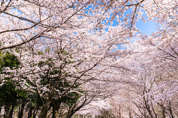満開の桜