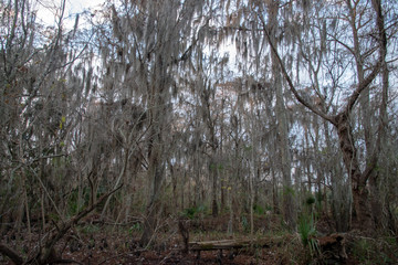 Swamp trees