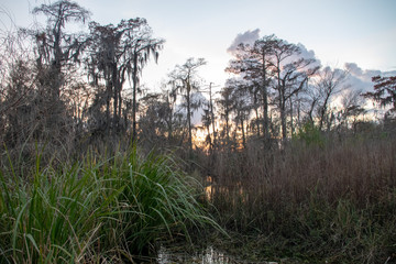 Swamp at sunset