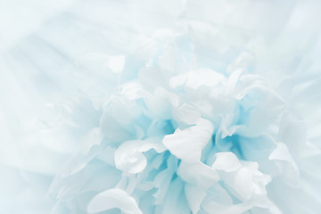 Petals of flower filled with light. Romance flowery background blue colored. Selective focus. Blue toning.