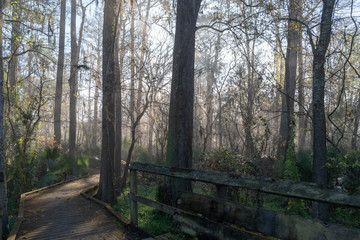 Admiring morning sun rays highlighting a boardwalk in a foggy Louisiana swamp land.