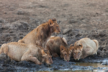 Fototapeta na wymiar leonessa che controlla che le altre leonesse non vengano disturbate mentre bevono