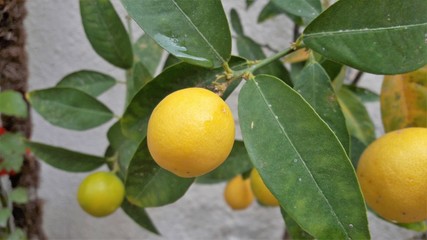 lemon tree vitamin plant 