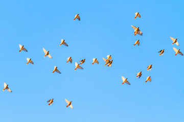 birds fly beautifully in the evening sky