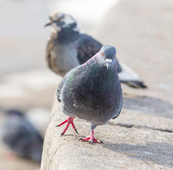 Dove on the road in the city in winter