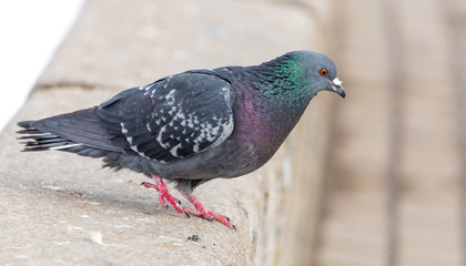 Dove on the road in the city in winter