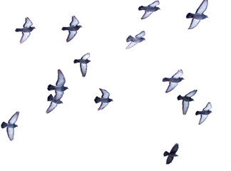 Obraz na płótnie Canvas Dove in flight isolated on white background
