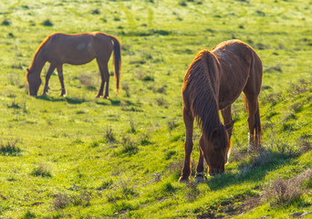 Obraz premium Horses graze in the steppe of Kazakhstan in spring