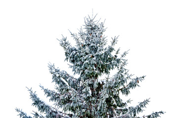 Christmas tree is covered with snow on a white background