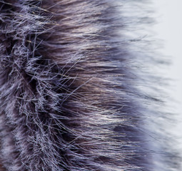 Pink fur on a fur coat collar as a background