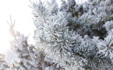 Frozen branches on a pine in the forest in winter