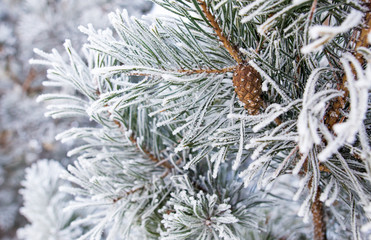 Naklejka na ściany i meble Frozen branches on a pine in the forest in winter