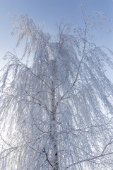 Frozen branches on a tree against a blue sky