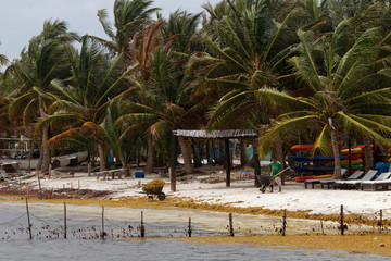 Czyszczeni karaibskiej plaży z wodorostów