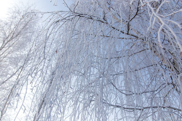 Fototapeta premium Frozen branches on a tree against a blue sky
