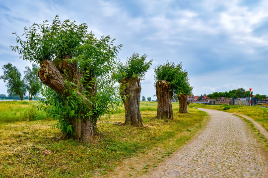 Trimmed, gnarled trees at a cobblestone path near the Elbe River at the small medieval town Hitzacker, Germany