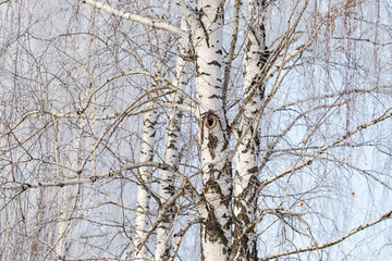 Obraz premium Frozen branches on a tree against a blue sky