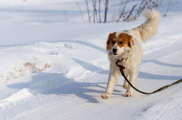 The dog walks on the snow in winter