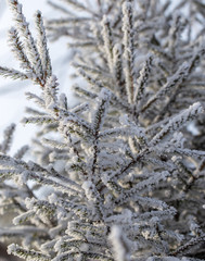 Frozen branches on a pine in the forest in winter