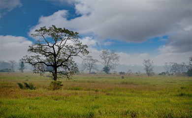 Fototapeta premium Eastern India. Wild places of Kaziranga National Park