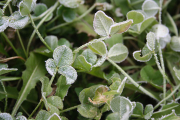 Green clover plant covered by frost. Trifolium repens in winter
