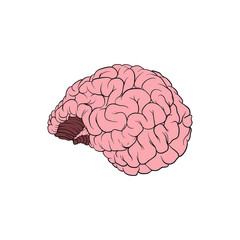 Realistic illustration of a human brain