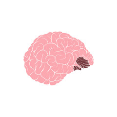Realistic human brain with white outline
