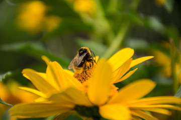 The bumblebee is photographed close up on a flower
