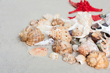 seashells on a sand background
