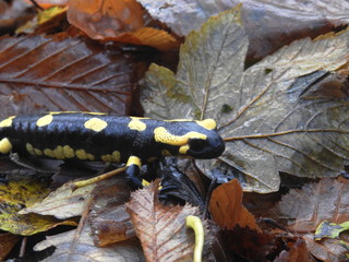 Automnal salamander