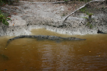 Korkodil im Wasser in Everglades Florida