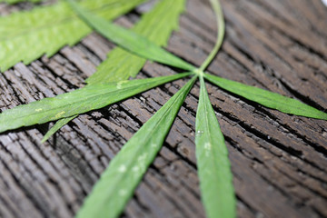 Background of Cannabis (Drugs), Analysis of Cannabis in laboratory.