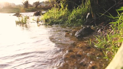 LITTLE RIVER BANK WITH SUNLIGHT