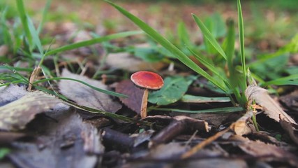SMALL RED MUSHROOM ON THE SOIL