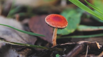SMALL RED MUSHROOM ON THE SOIL