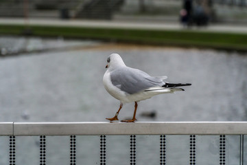 Seagulls on the fence