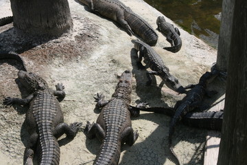 Korkodile in Gruppe und Sonne