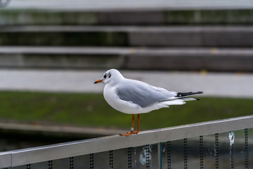 Seagulls on the fence