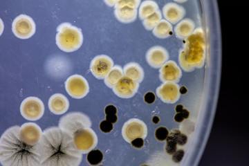 Backgrounds of Characteristics and Different shaped Colony of Bacteria and Mold growing on agar plates from Soil samples for education in Microbiology laboratory.