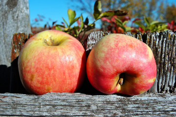 Ripe yellow-pink apples on old gray wooden fence on bright blue sky background - Powered by Adobe