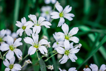Small beautiful white flowers of gypsophila. Spring flowers in the woods_