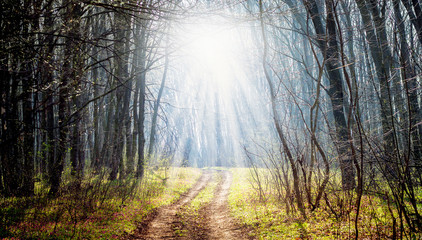 Obraz premium Trees and flowers in the spring forest. The rays of the sun penetrate through the branches of the trees in the forest_