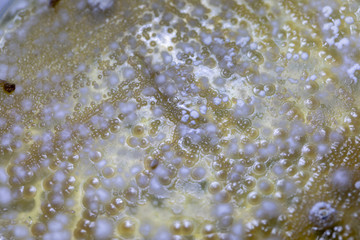 Backgrounds of Characteristics and Different shaped Colony of Bacteria and Mold growing on agar plates from Soil samples for education in Microbiology laboratory.